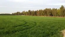 Современное производство по выращиванию саженцев лесных культур скоро появится в Мозырском опытном лесхозе