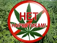 Во второй день акции "Мак" в регионе обнаружили 1,4 га конопли