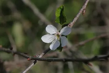 На Гомельщине зацвели вишни и каштаны. В ноябре соберем урожай?