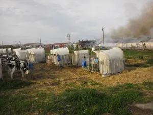 При пожаре в Гомельском районе эвакуировали 27 телят
