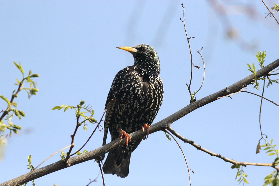 bird-3068313_960_720.jpg
