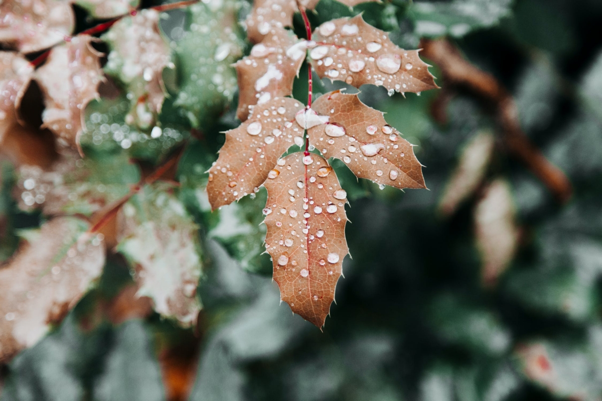 дождь pexels-photo-1653630.jpeg