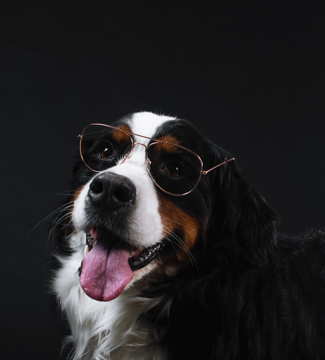 bernese-mountain-dog-wears-glasses.jpg bernese-mountain-dog-wears-glasses.jpg