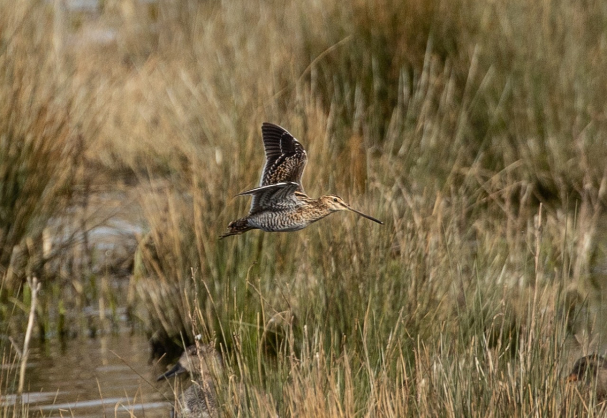 snipe-6166637_1280.jpg
