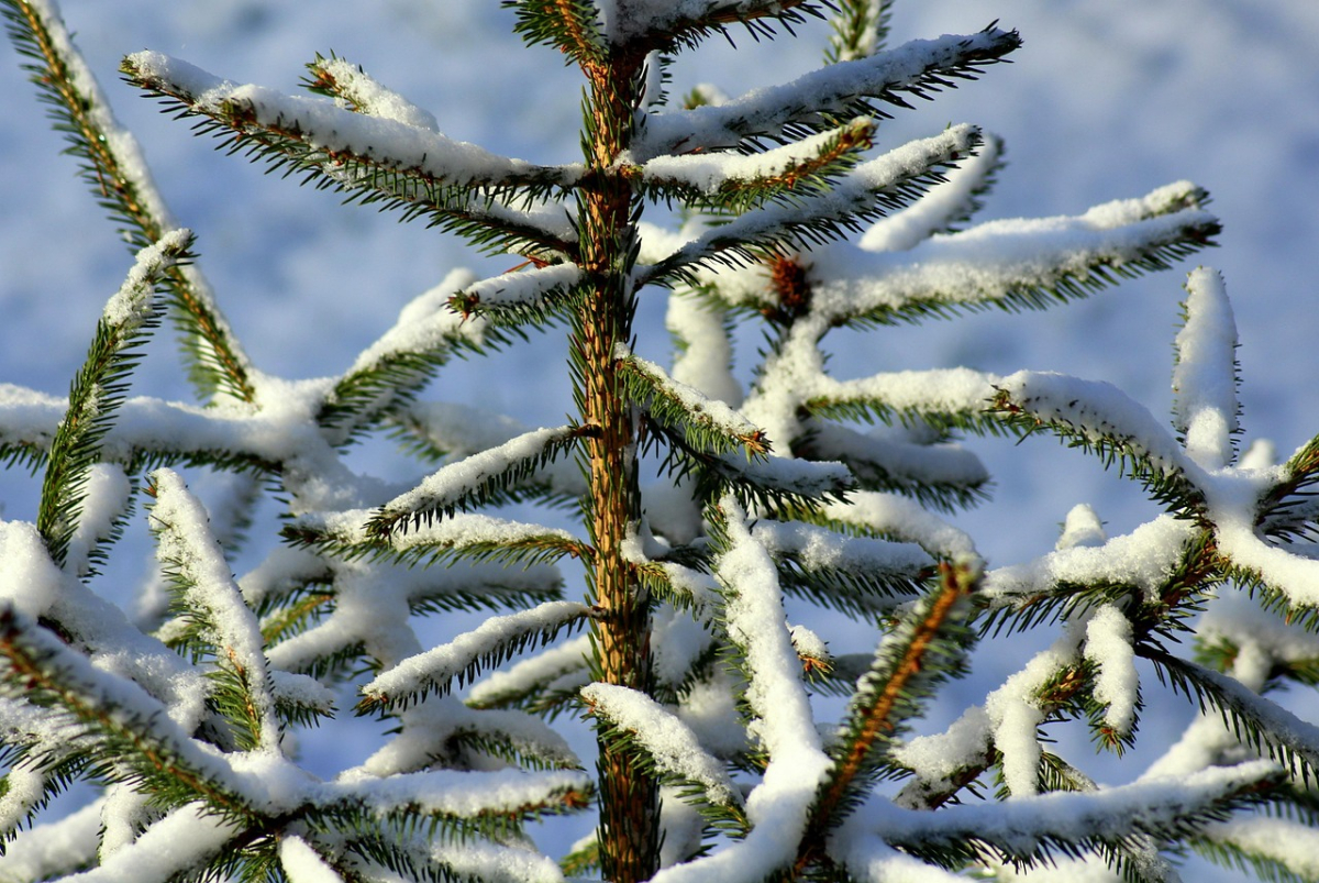 winter-3914681_1280.jpg