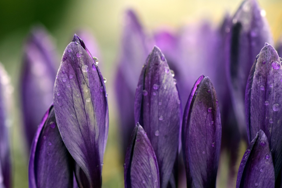 crocus-3255188_1280.jpg crocus-3255188_1280.jpg