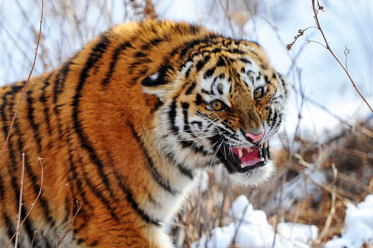 amurskii-tigr-foto-06.jpg