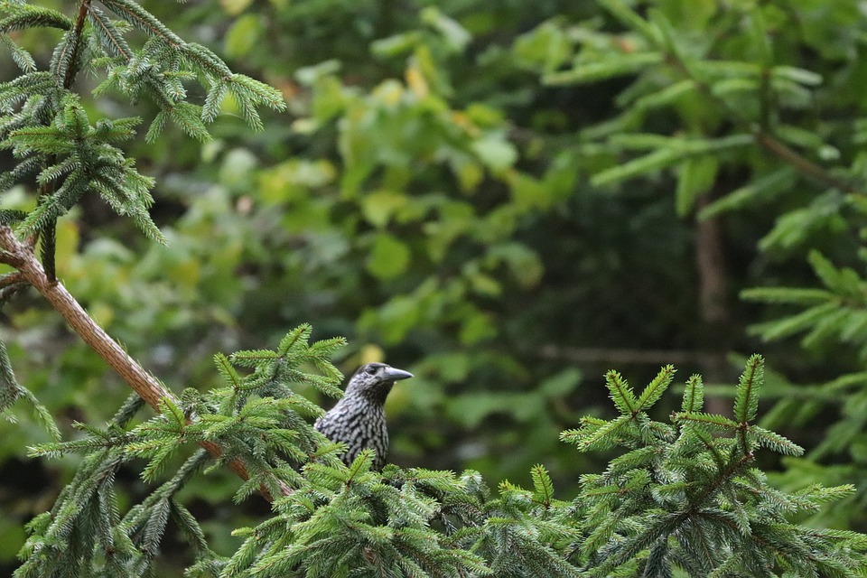 bird-4439492_960_720.jpg