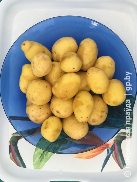 картош.jpg