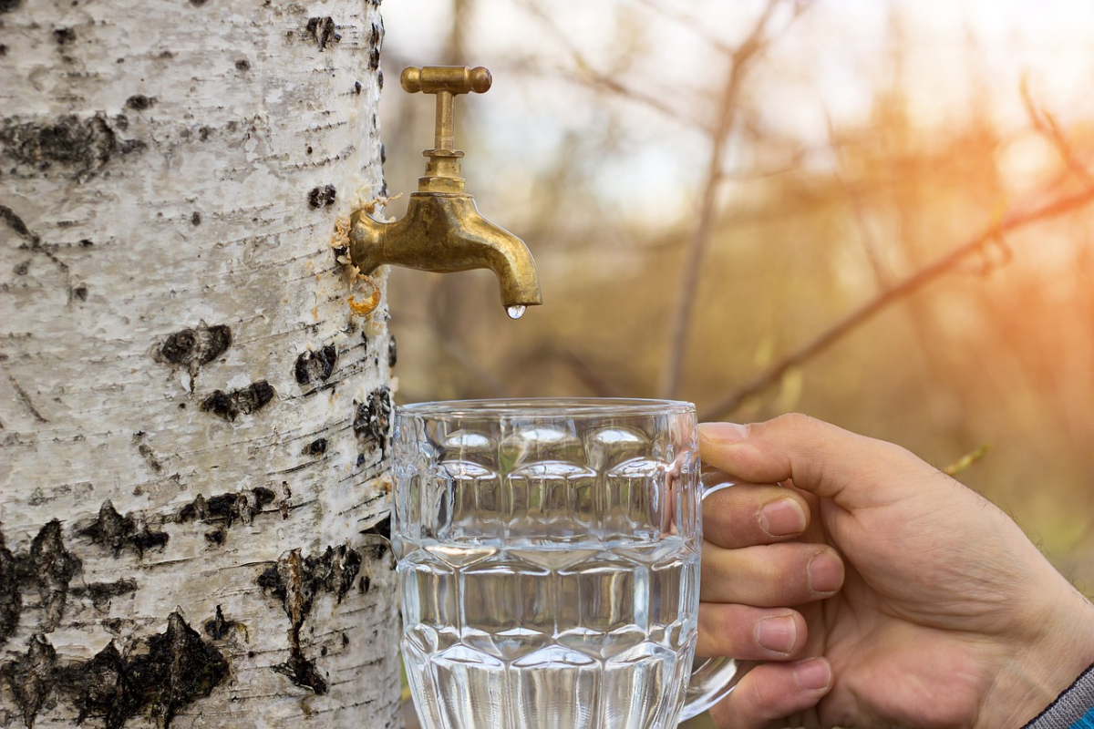 birch-juice-6404634_1280.jpg