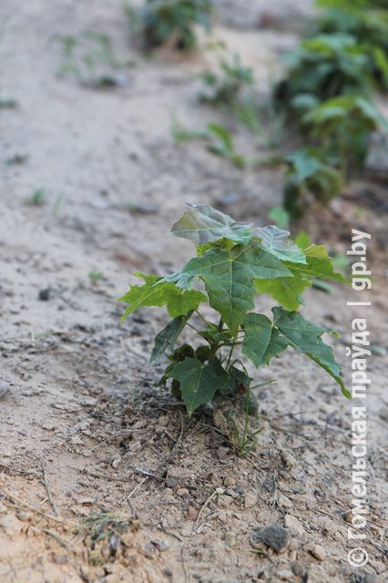 IMG_9604.JPG