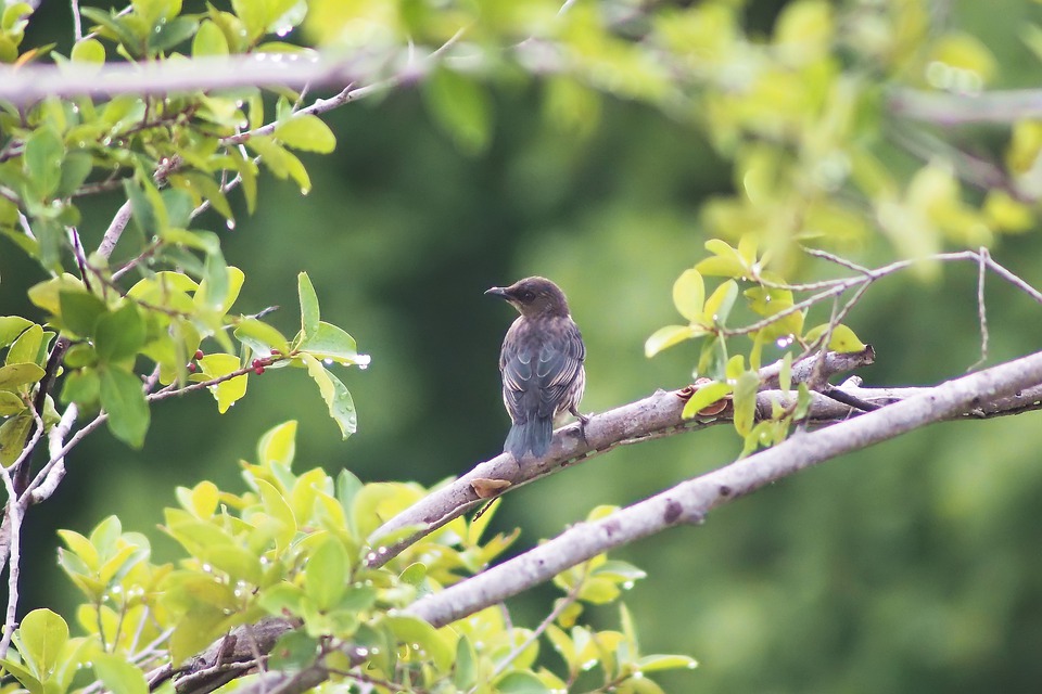 young-starling-4582996_960_720.jpg