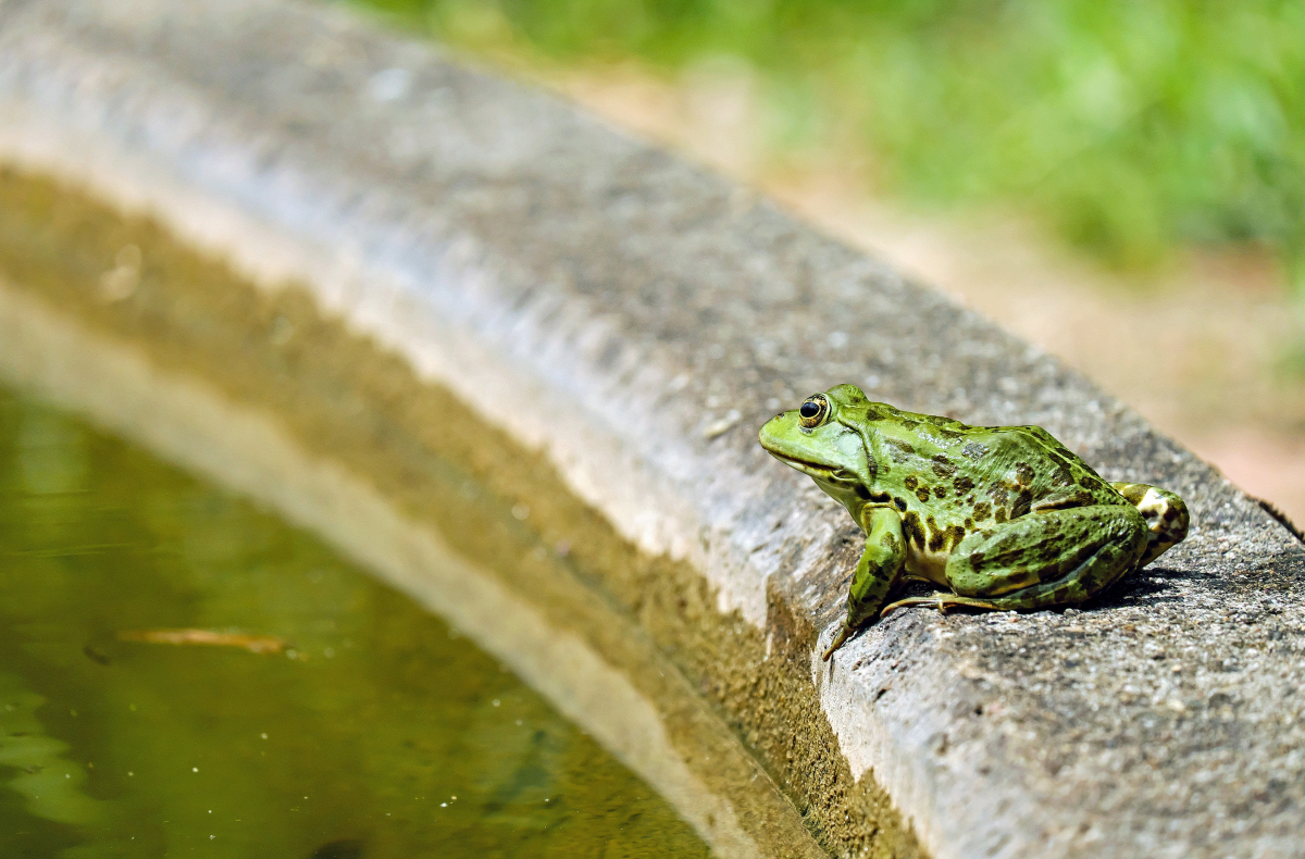 couleur-frog-1505377.jpg