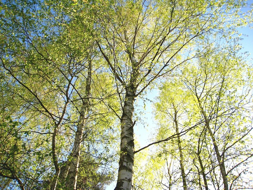 young-birches-1363116_960_720.jpg