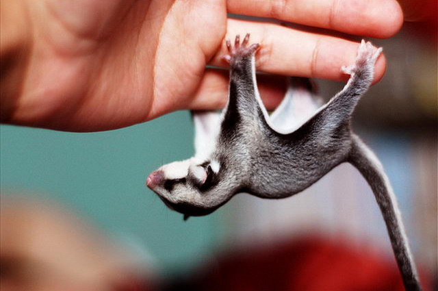 sugar_glider_01.jpg
