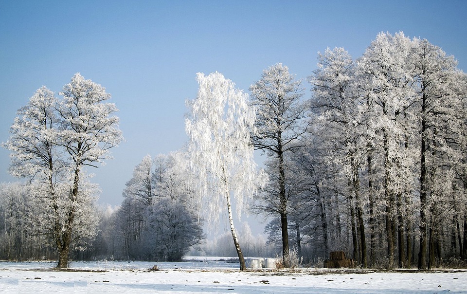 19 февраля в Гомеле прогнозируют до -27°С. Объявлен оранжевый уровень опасности trees-5893603_960_720.jpg