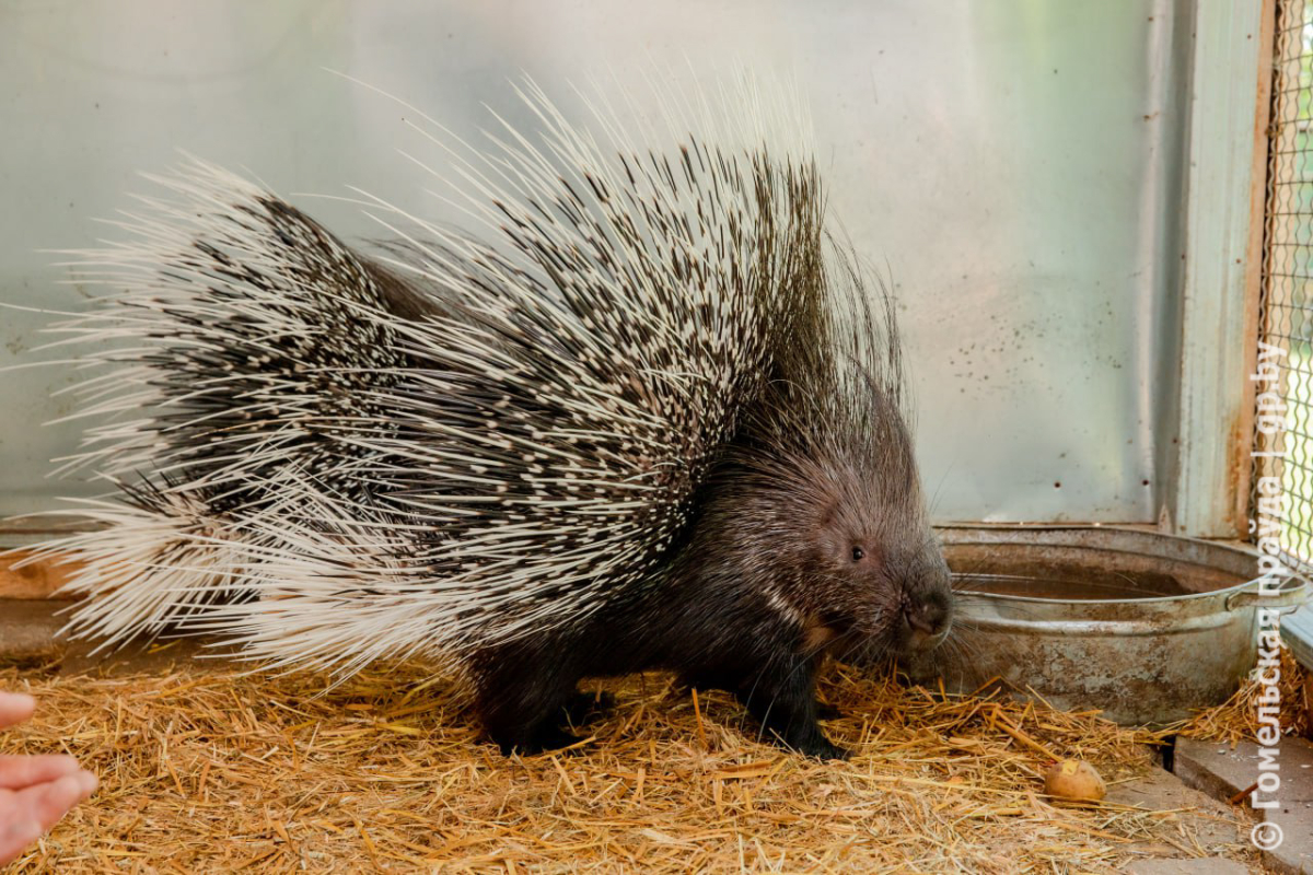 porcupine.jpg porcupine.jpg