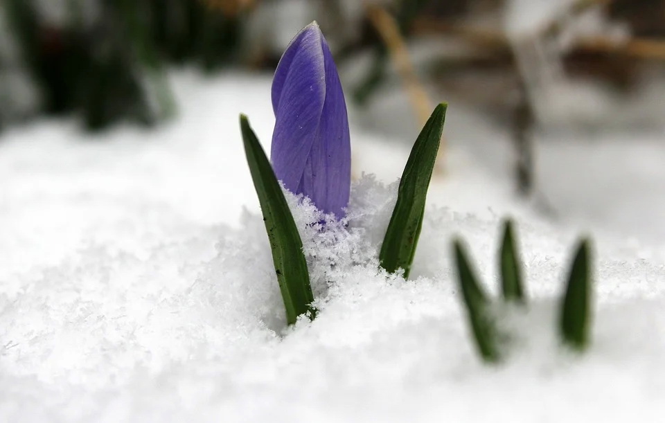 krokus-3232367_960_720.jpg