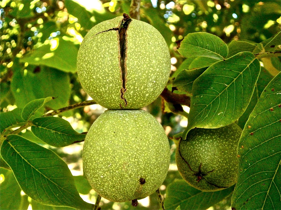 fruit-222042_960_720.jpg