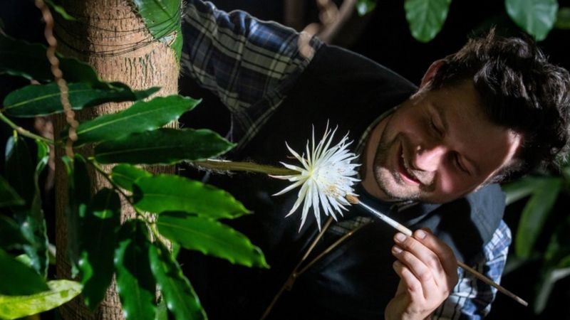 _117105635_moonflower_alex_pa.jpg _117105635_moonflower_alex_pa.jpg