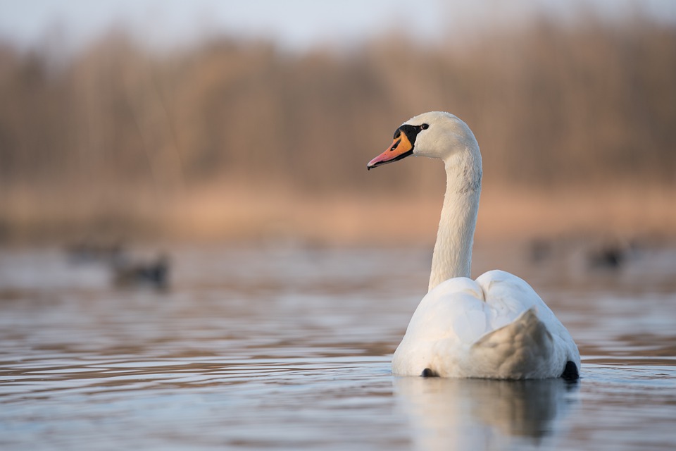 лебедь swan-5936863_960_720.jpg