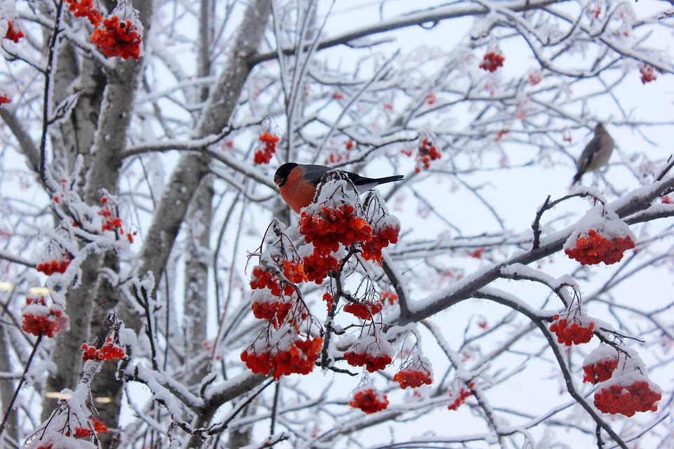 bullfinch-4663746_960_720.jpg