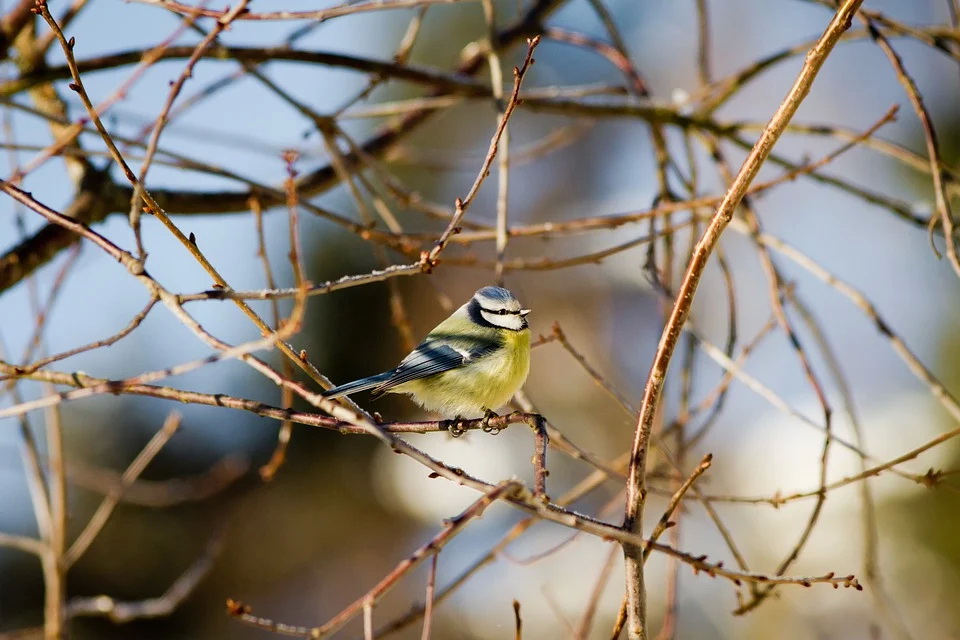 bird-6024257_960_720.jpg