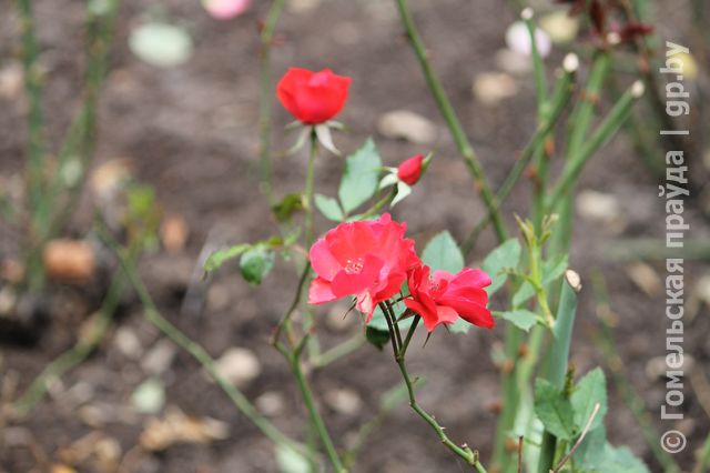 IMG_9884.JPG