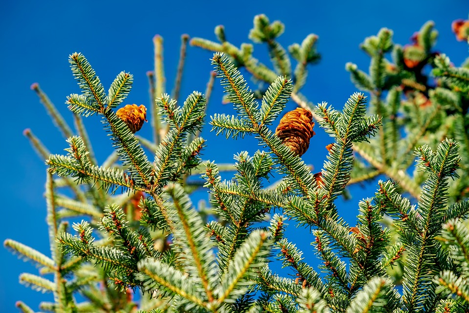 fir-tree-3666604_960_720.jpg