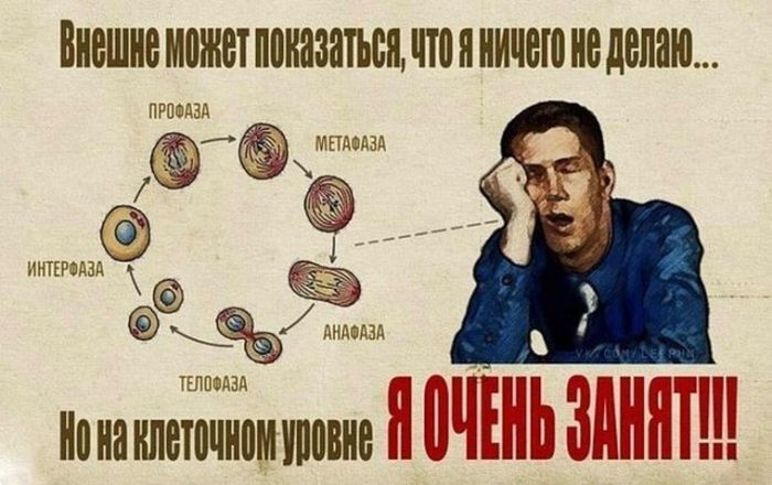 Прикольный тунеядец.jpg