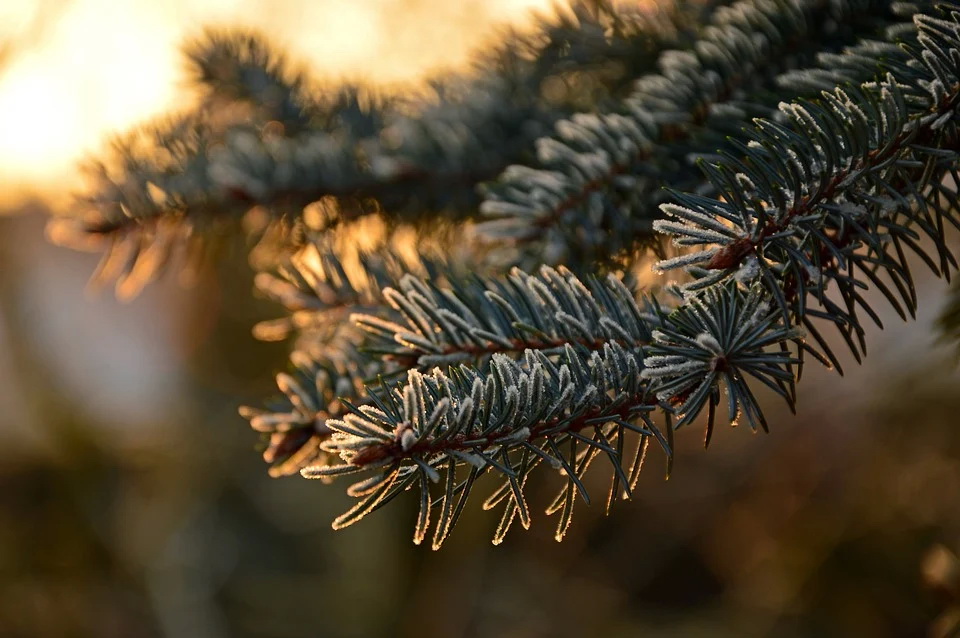 fir-tree-3952362_960_720.jpg