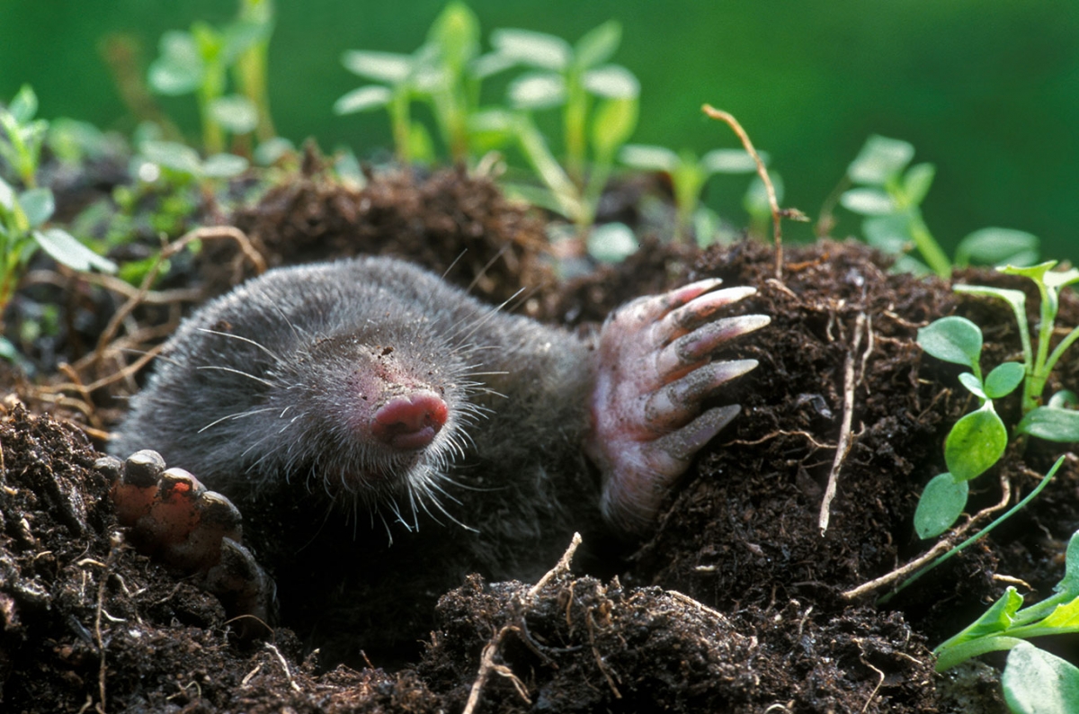Mole_Cover.jpg Mole_Cover.jpg