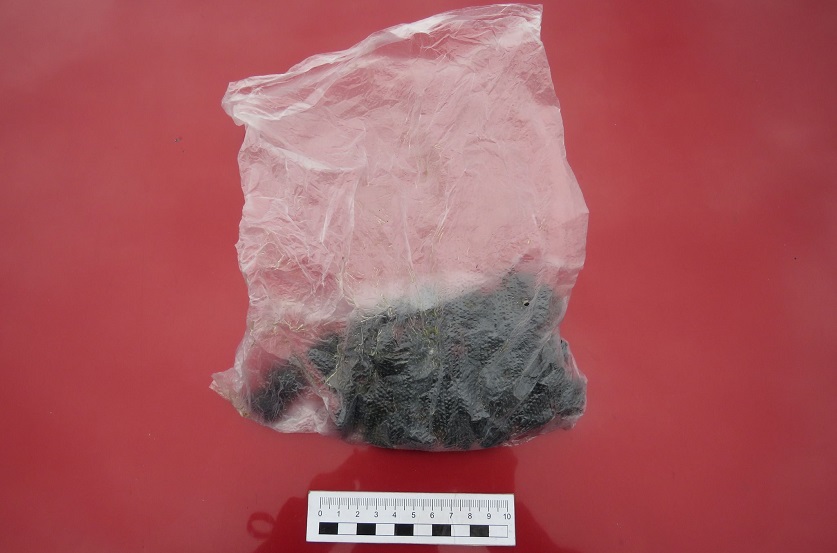 4f-1.jpg