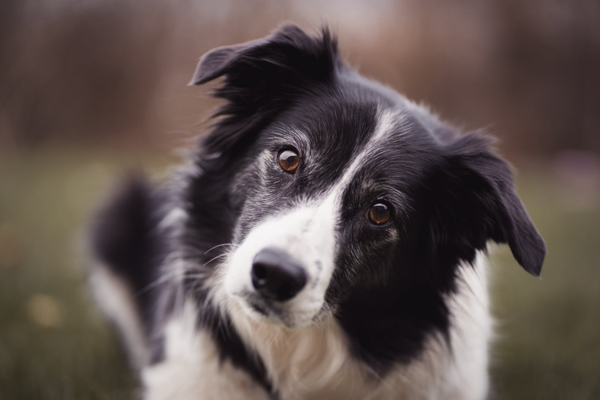 бордер колли pexels-photo-3523317.jpeg
