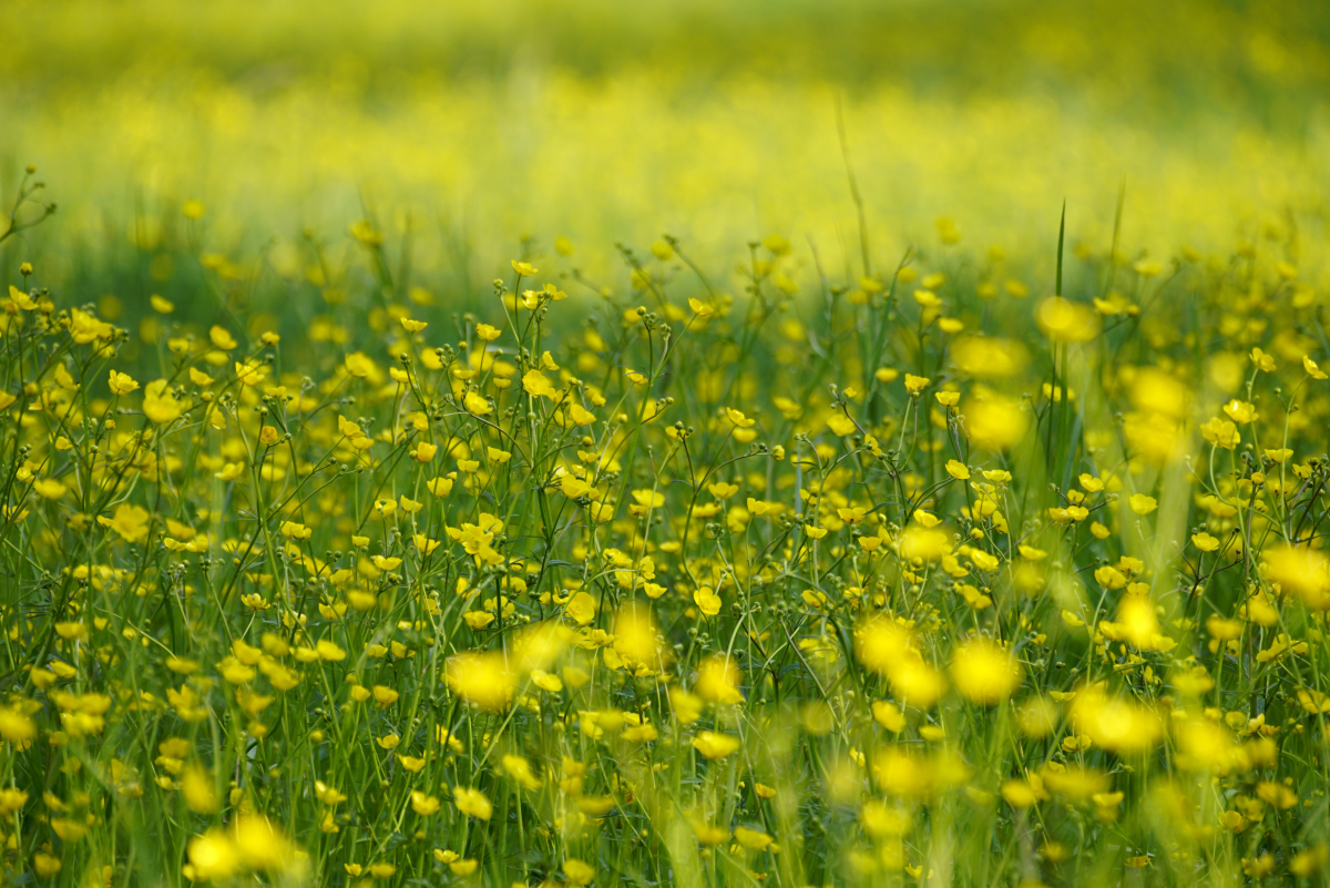 jhenning-buttercup-7422987.jpg