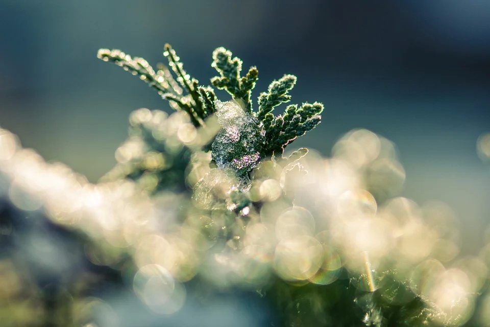 tree-5887086_960_720.jpg