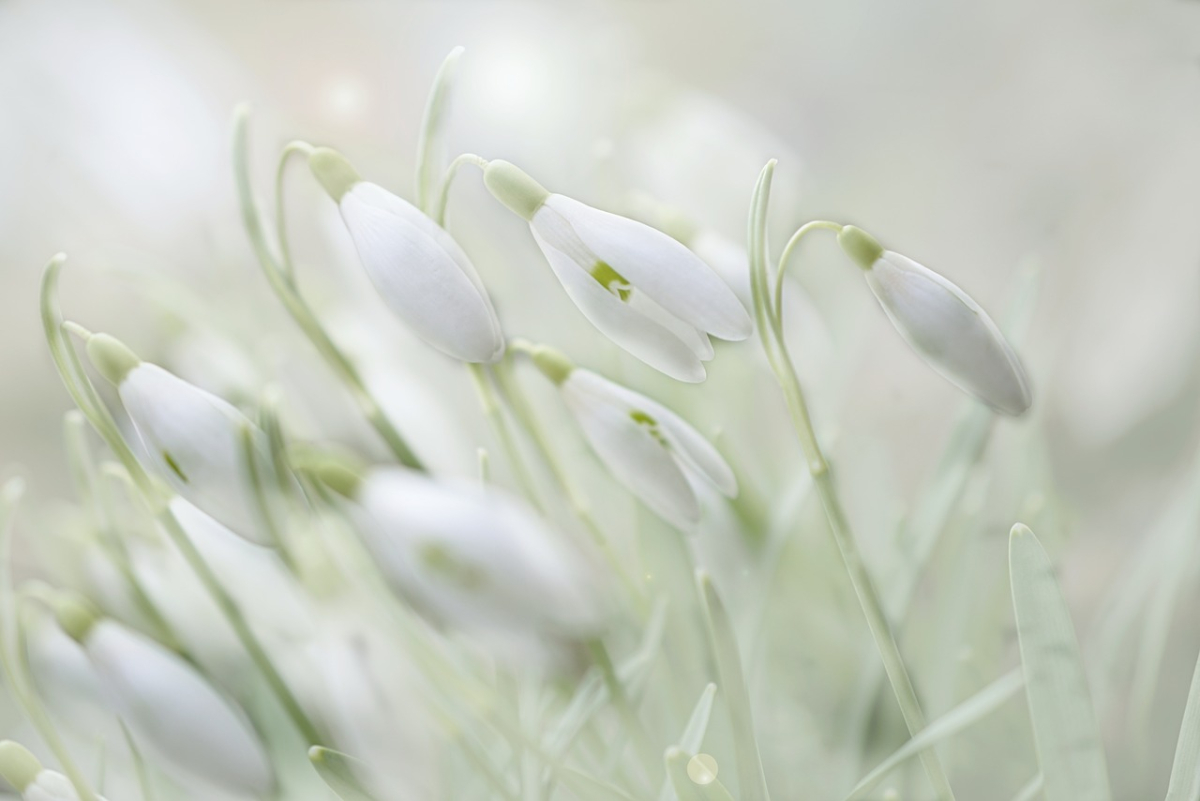 peggychoucair-flower-4875870_1280.jpg