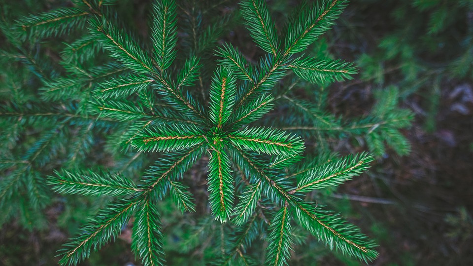 forest-5050838_960_720.jpg