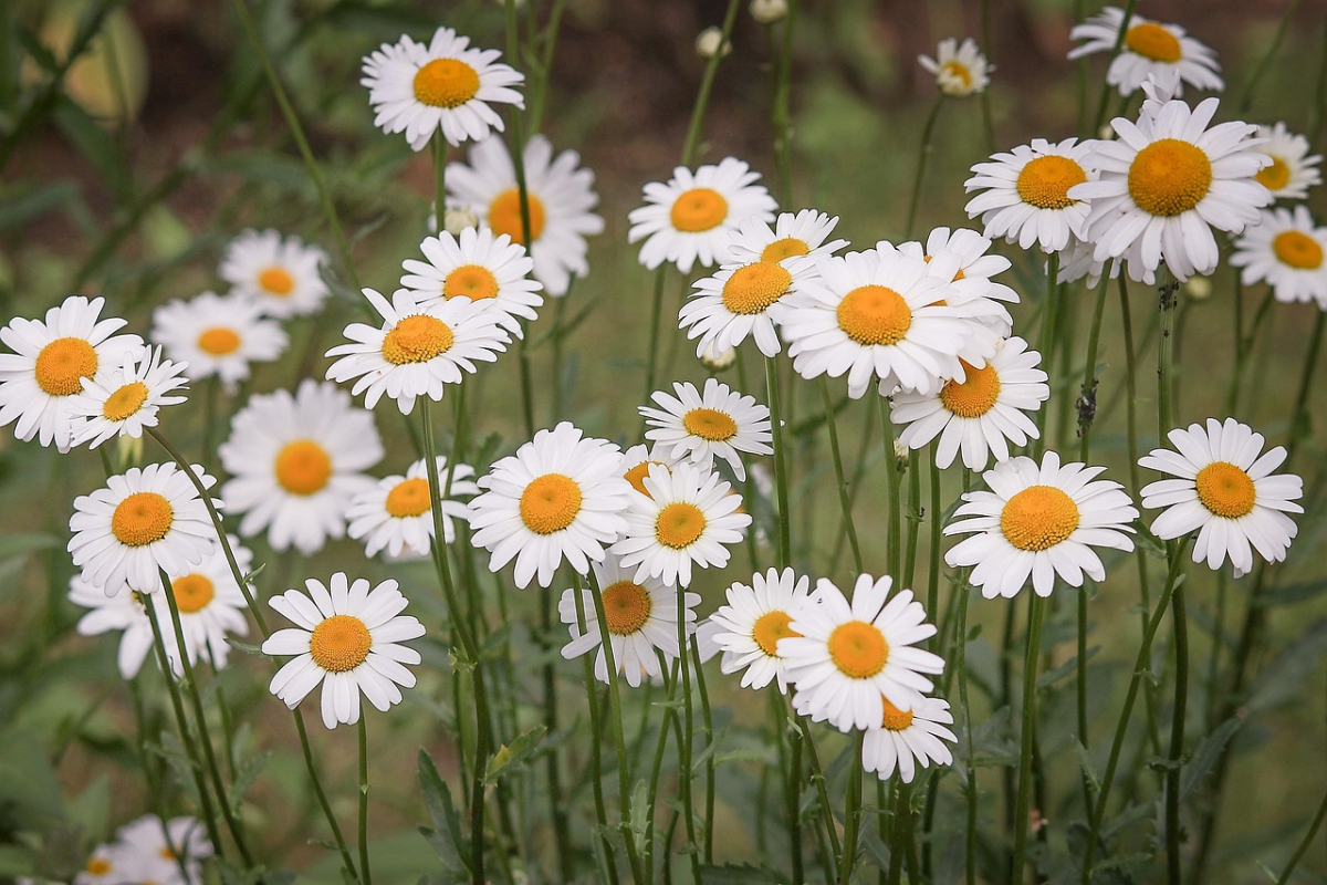 daisies-3439573_1280.jpg daisies-3439573_1280.jpg