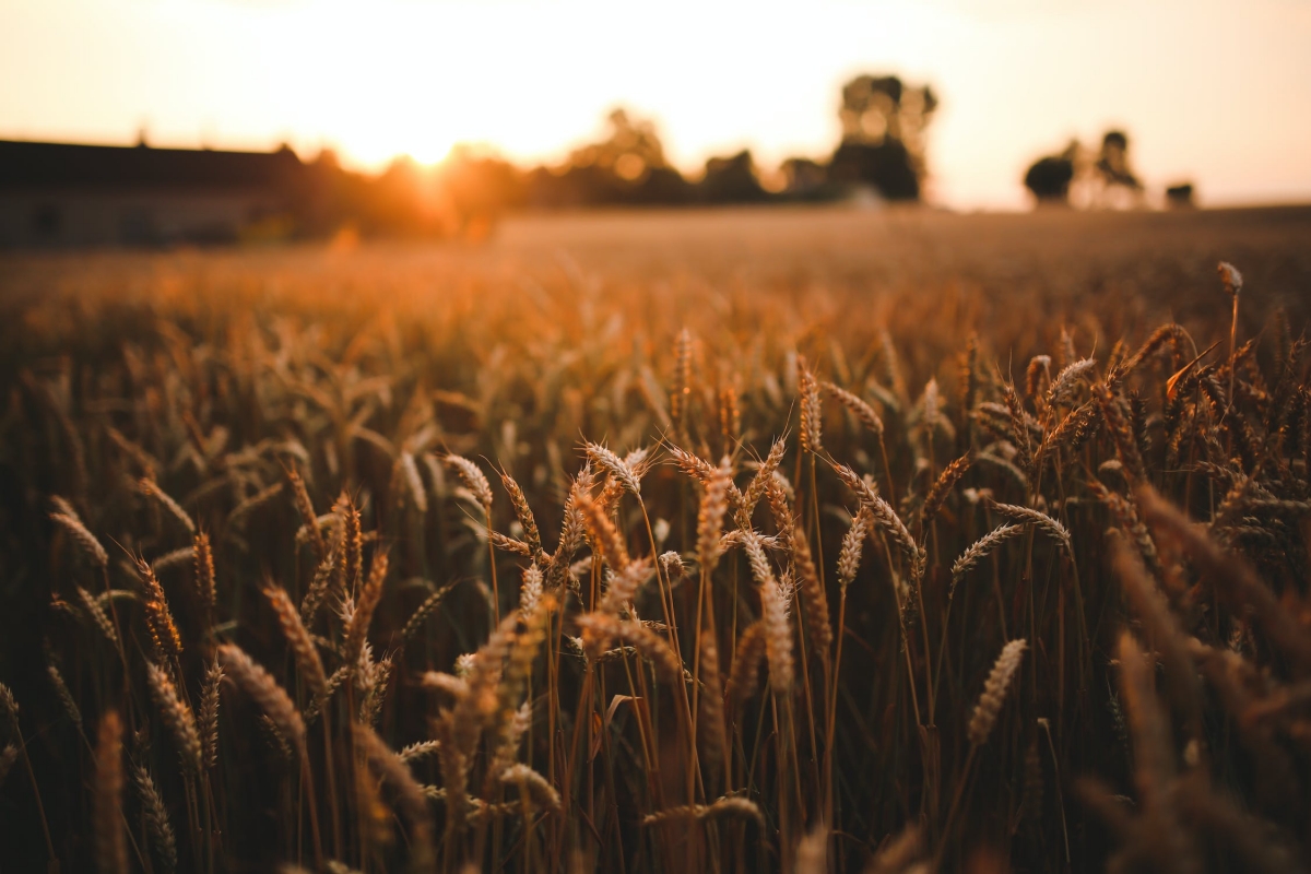 food-sunset-love-field.jpg