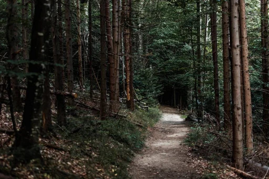 depositphotos_308814472-stock-photo-selective-focus-sunshine-path-fir-1024x683.jpg
