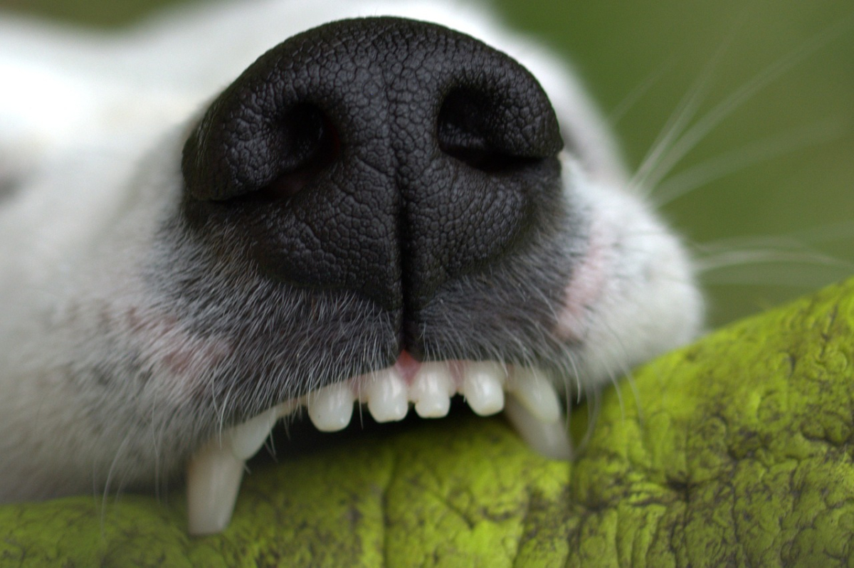 snout-1444697_1280.jpg