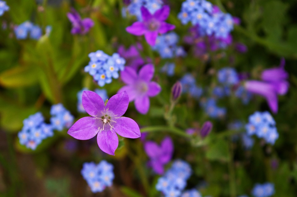 violet-1428500_960_720.jpg violet-1428500_960_720.jpg