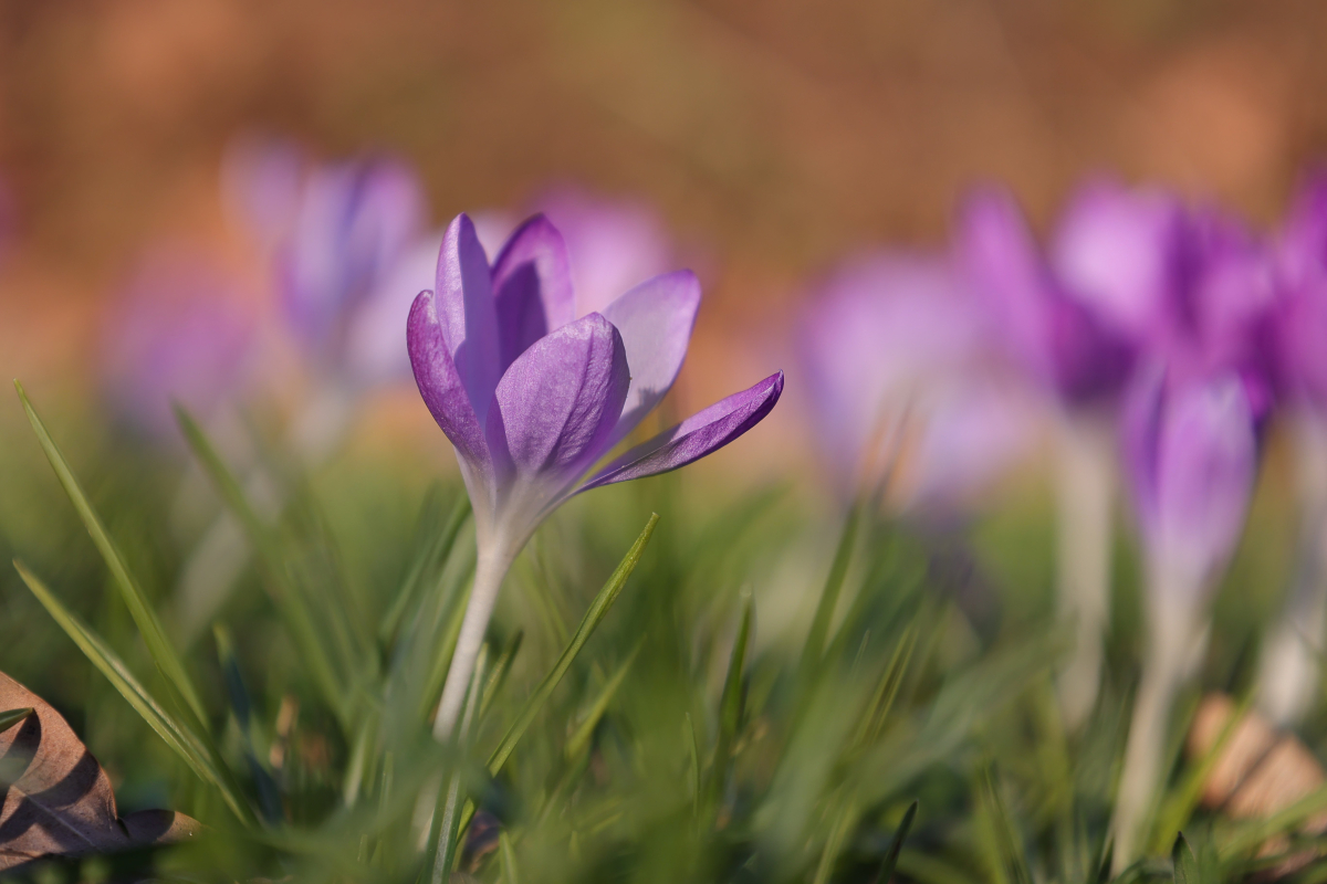 j_blueberry-flower-7842267.jpg j_blueberry-flower-7842267.jpg
