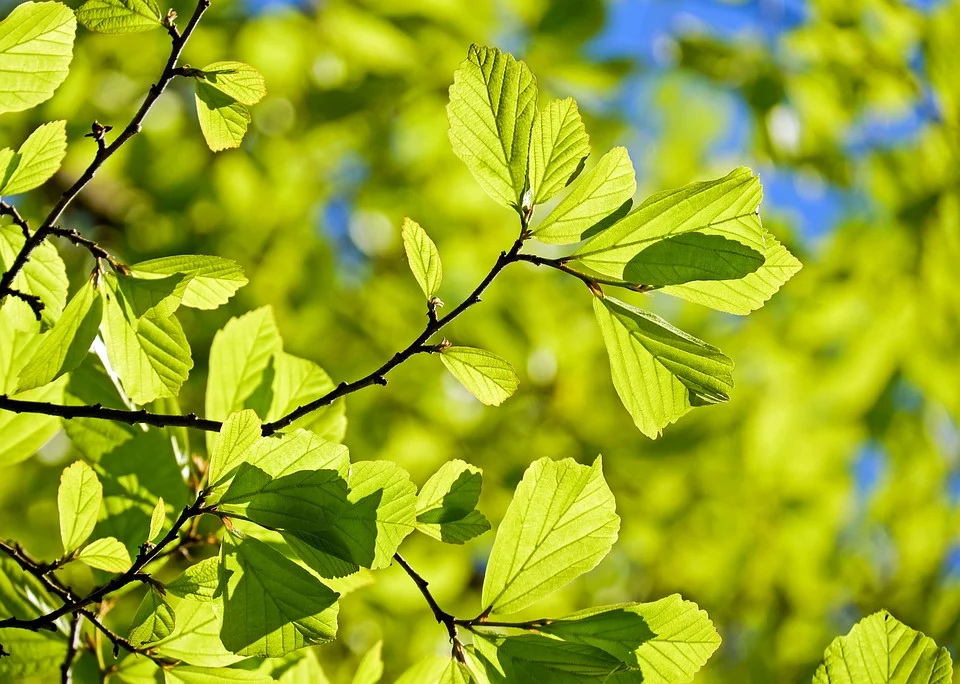 oak-3064187_960_720.jpg