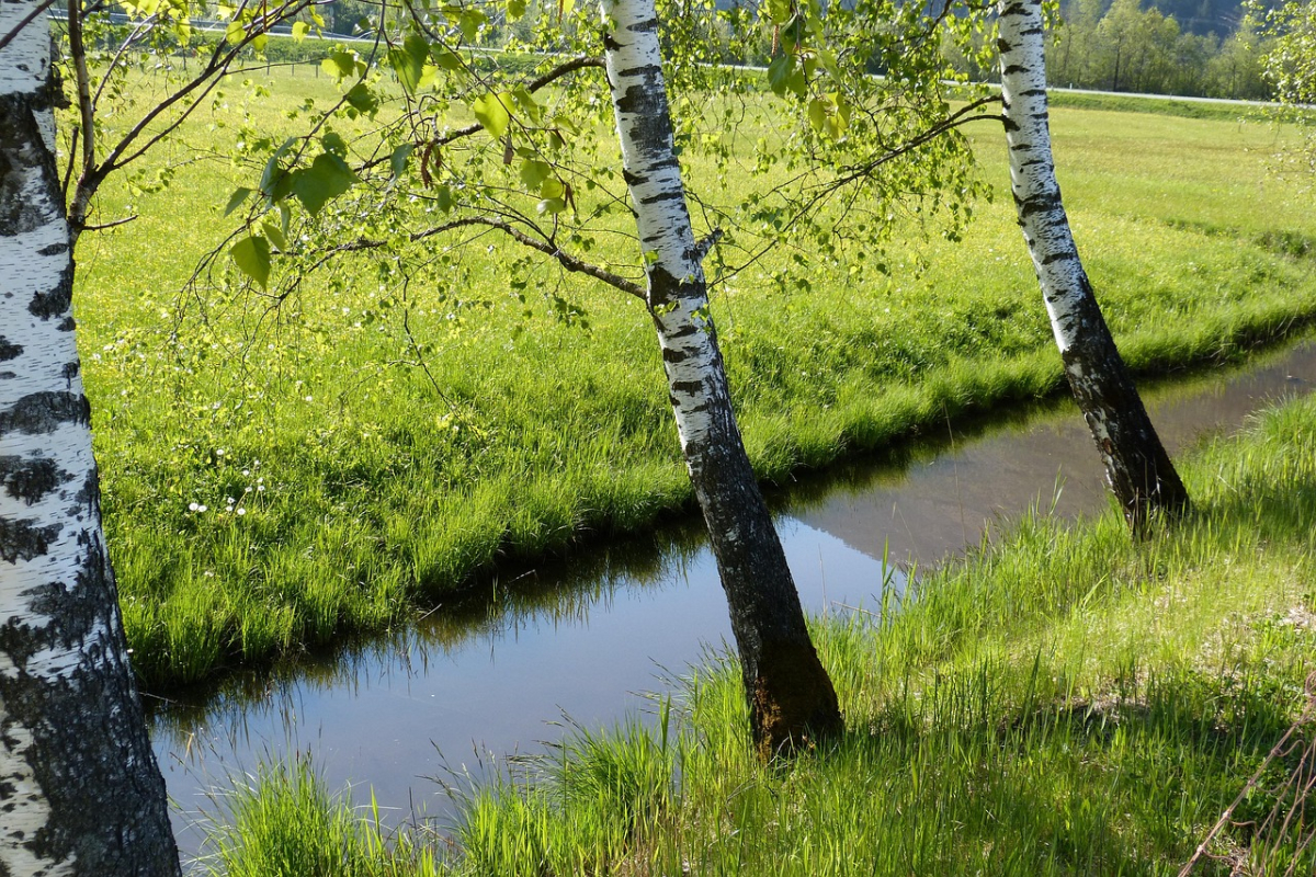 birch-trees-338720_1280.jpg