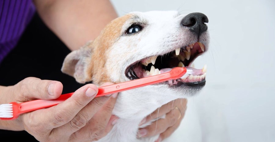 vet-dentist.jpg vet-dentist.jpg