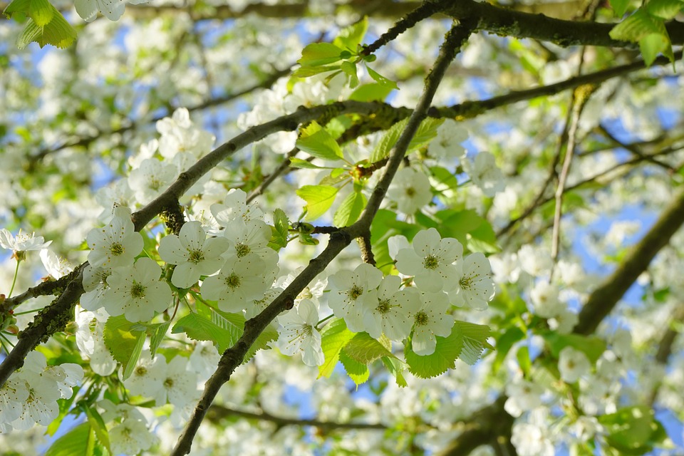 cherry-blossoms-324547_960_720.jpg