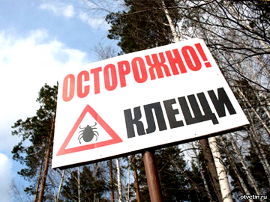 На Гомельщине рекордно рано проснулись клещи.jpg