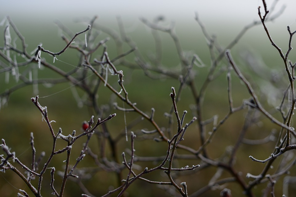 ground-frost-4866907_960_720.jpg